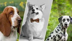 7 unglaublich lebensfrohe Hunderassen, die immer gute Laune machen