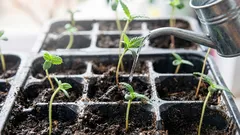 Wie man Setzlinge gießt, damit sie keine Schwarzbeinigkeit entwickeln: die goldene Regel des Gießens